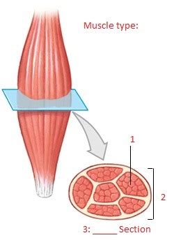 A P Lab Quiz Muscular System A P Lab Quiz 6 Arms And Abdomen Part 1