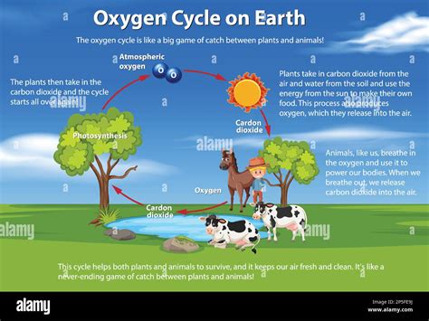 Oxygen Cycle on Earth Diagram illustration Stock Vector Image & Art - Alamy