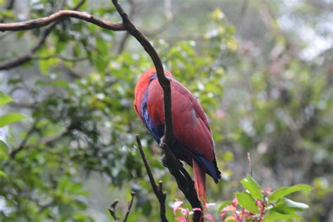 Burung Bayan Betina The Male Eclectus Parrot Eclectus Roratus Burung