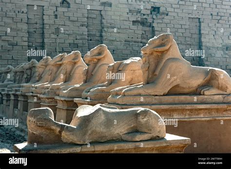 At The Entrance To Karnak Temple The Avenue Of Sphinxes Statues With