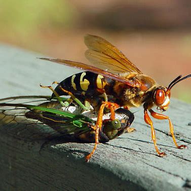 The Cicadas Are Deafening - Neil Sperry's GARDENS