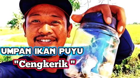 Mancing IKAN PUYU Papuyu Betok Di Parit Bendang Umpan Cengkerik