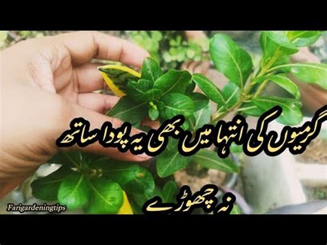 Vinca Propagation Of Vinca Periwinkle Plant How To Grow Vinca By