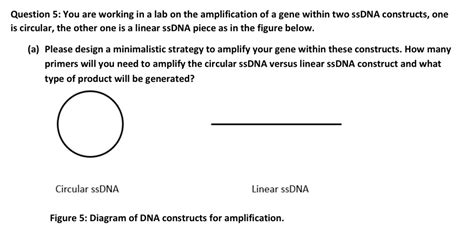 Solved Question 5 You Are Working In A Lab On The Amplification Of A