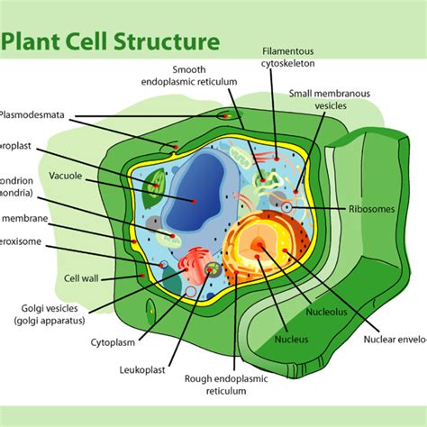 Diagram Of Plant Parts And Functions