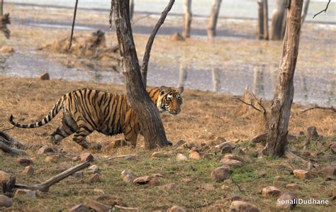 Pench National Park Guide Safari Timings Best Time To Visit Artofit