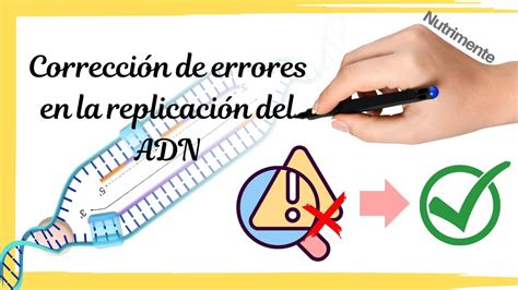 Correcci N De Errores En La Replicaci N Del Adn Youtube