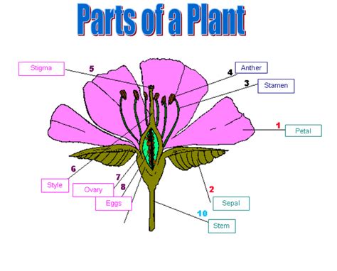 Plant Parts - Nicole's cool and awesome web page