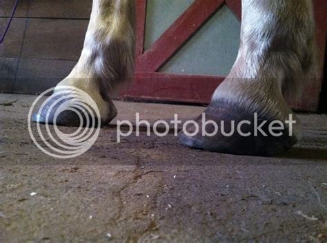 Opinions on these hooves? | The Horse Forum