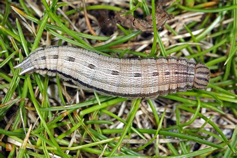 Blau Ugiger Waldportier Raupe Bild Bestellen Naturbilder Bei Wildlife