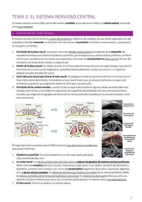 Tema 2 El SNC Tema 2 El SNC TEMA 2 EL SISTEMA NERVIOSO CENTRAL