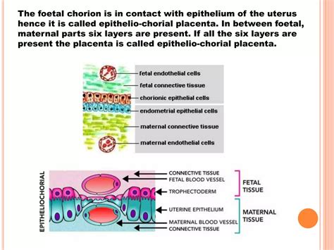 Placenta Structure And Classification Ppt