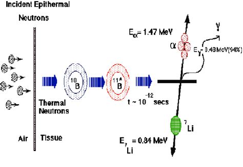 Schematic Of Boron 10 And Neutron Interaction 4 Download