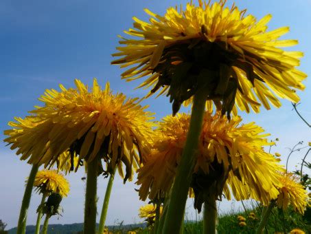 Bildet Landskap Natur Skog Gress Blomstre Anlegg Himmel Eng