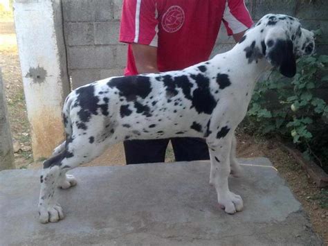 Dalmatian Great Dane Mix For Sale | PETSIDI