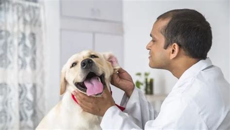 Ceruminous Gland Adenocarcinoma in Dogs: Symptoms, Causes, & Treatments - DogTime