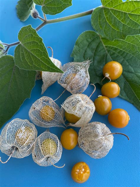 Physalis Peruviana