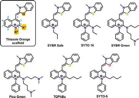 Comprehensive Study Of ThiazoleOrangeBased DNA Dyes Domahidy