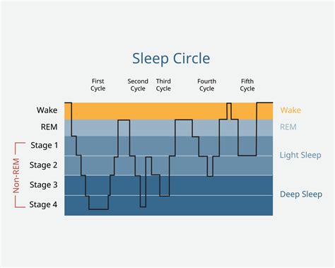 sleep circle with sleep stage to analysis of brain activity during