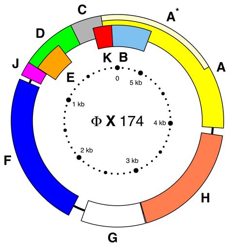 Genome Map Of The Bacteriophage X Showing Overlapping Genes Svg