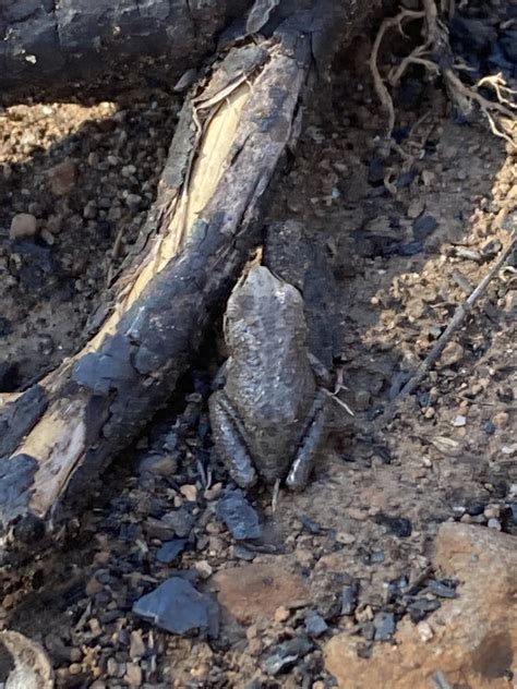 Sierran Tree Frog From Lassen National Forest Old Station CA US On