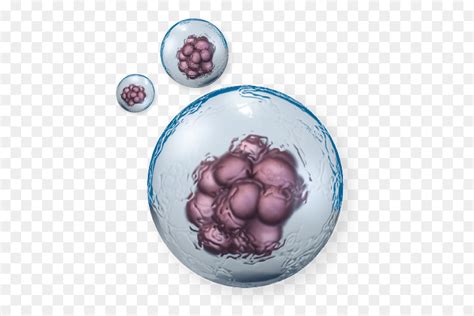 stem cell png 10 free Cliparts | Download images on Clipground 2024