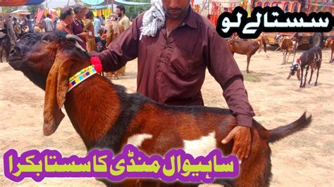 Sahiwal Mandi Ka Sasta Bakra Malik Farid Dairy Farm YouTube