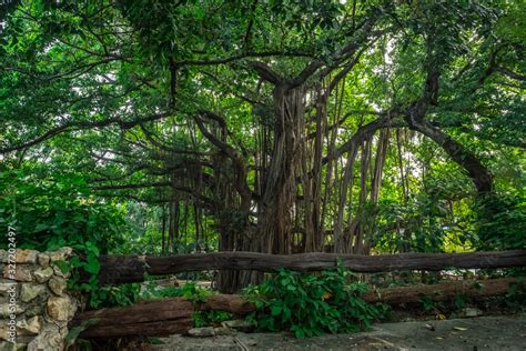 200-year-old banyan tree Stock Photo | Adobe Stock