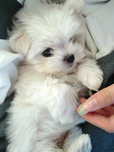 Animals Thechive Cute Dogs Maltese Puppy Cute Animals