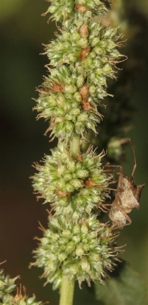 Amaranthus Spinosus L Plants Of The World Online Kew Science