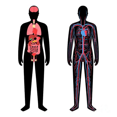 Circulatory System And Organs #4 by Science Photo Library