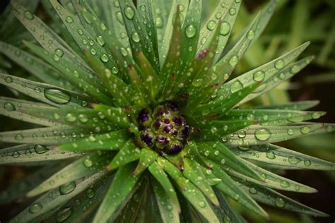 Imagem gratuita gotas de água umidade orvalho gota de chuva flor