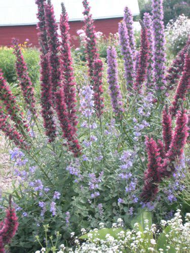 Echium Russicum Soihtuneidonkieli Tommolan Tila