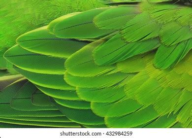 Beautiful Parrot Feathers Stock Photo 432984259 | Shutterstock