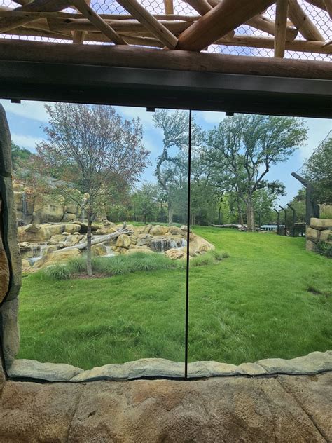 Lion Viewing 1 Zoochat