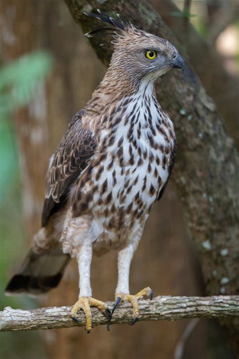 Changeable Hawk Eagle Nisaetus Cirrhatus Ceylanensis Flickr