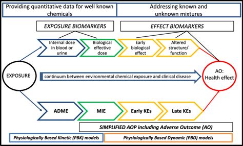 Integrative Conceptual Framework From Exposure To The Adverse Outcome