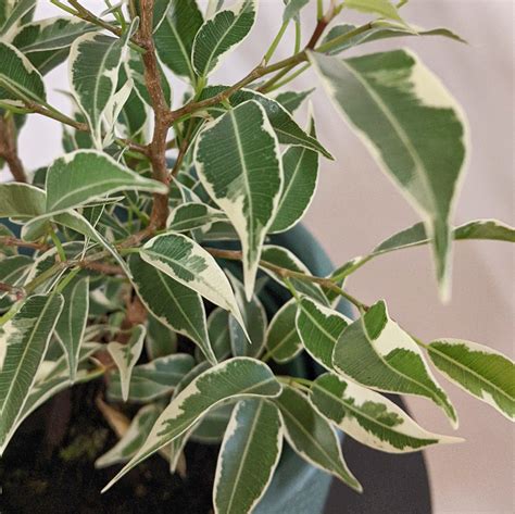 Ficus Benjamina Variegata Variegated Weeping Fig 10cm Pot Plantsmith Indoor Plants Melbourne