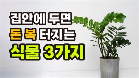 집안에 두면 ‘돈복 터지는 식물 3가지 Youtube