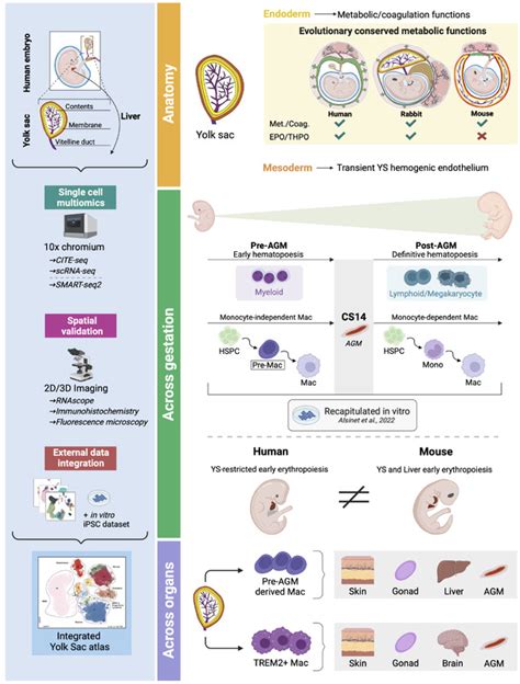 Yolk Sac Cell Atlas Reveals Multiorgan Functions During Human Early