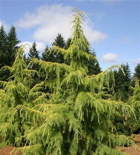 Golden Deodar Cedar | New Life Nursery