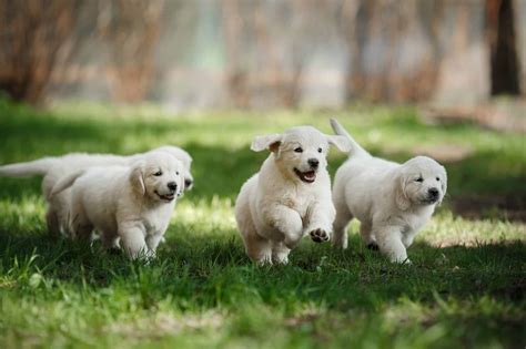 Green Fur Puppy Born In Italy