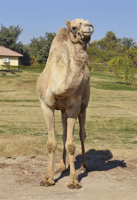 Arabski Lub Dromader Wielbłąd Camelus Dromedarius Zdjęcie Stock