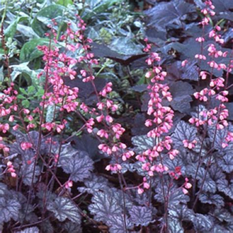 24 Perennials That Will Thrive In Heavy Clay Soil Heuchera Coral