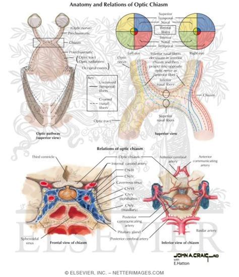 Anatomy and Relations of Optic Chiasm