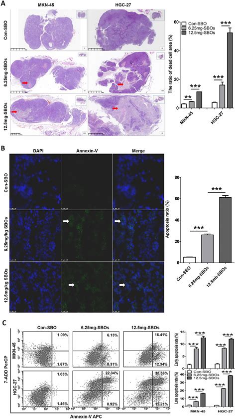 Modification Of Mcl Alternative Splicing Induces Apoptosis And