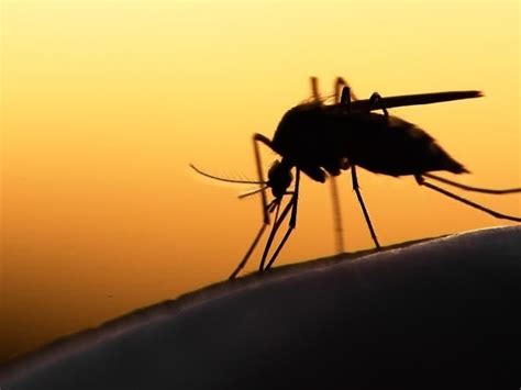 First Human Case Of West Nile Virus Of 2022 Reported In Rhode Island