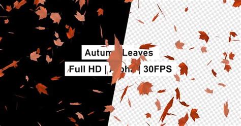 Autumn Leaves Alpha Stock Video Envato Elements