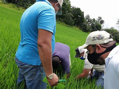 Un Sistema De Producci N De Arroz En Secano Adaptada Al Clima Pasac