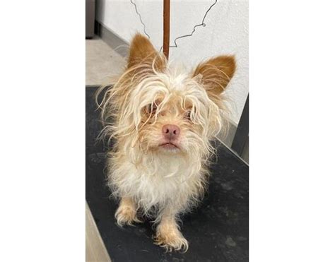 Mesa Az Yorkie Yorkshire Terrier Cairn Terrier Meet Howie A Pet